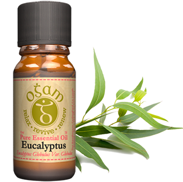 Eucalyptus Globulus - Epoch Brisk Essential Oil (426x377), Png Download