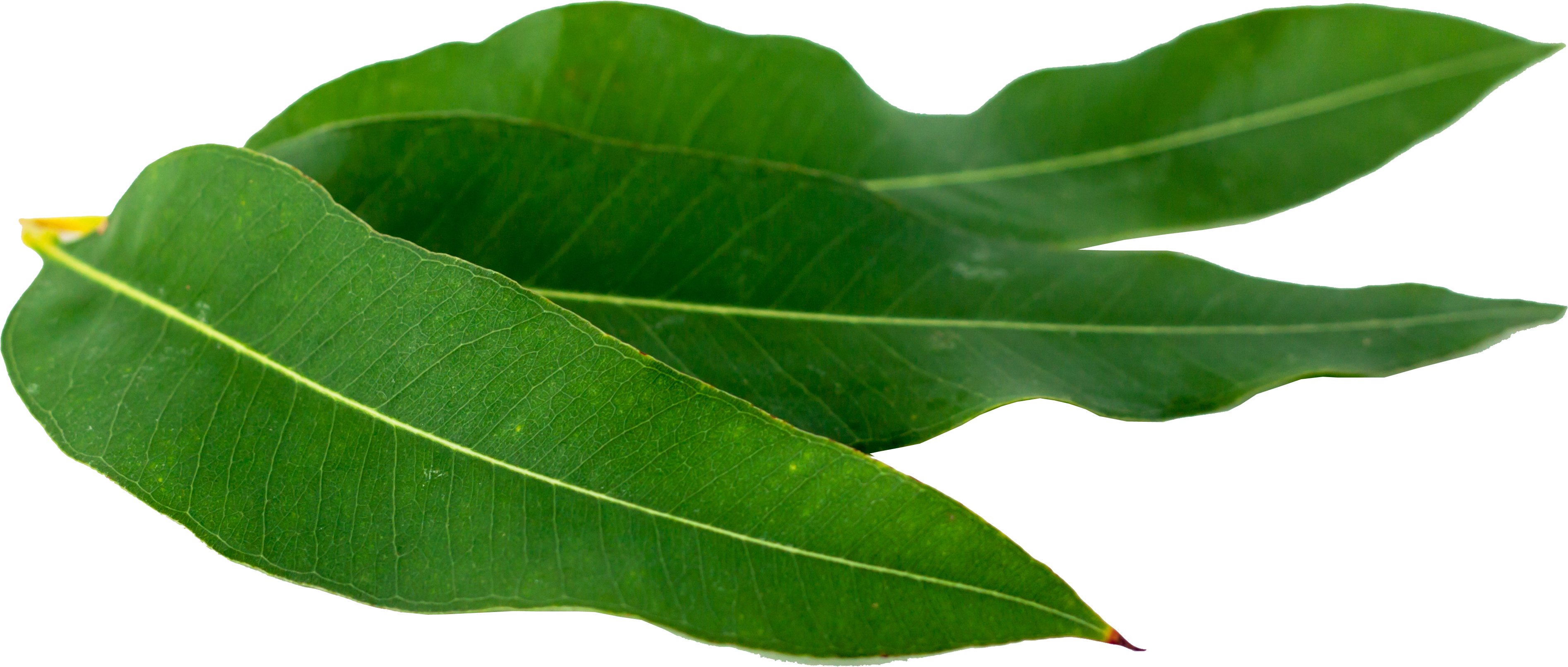 Oregano Png Download - Eucaliptus Png (4752x3168), Png Download