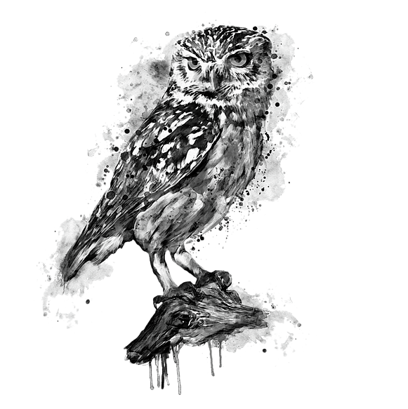 Bleed Area May Not Be Visible - Black And White Owl Painting (600x600), Png Download