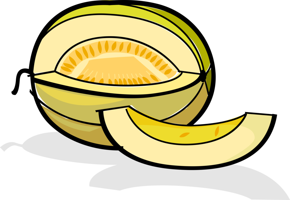Vector Illustration Of Muskmelon Cultivar Honeydew - Law (1013x700), Png Download