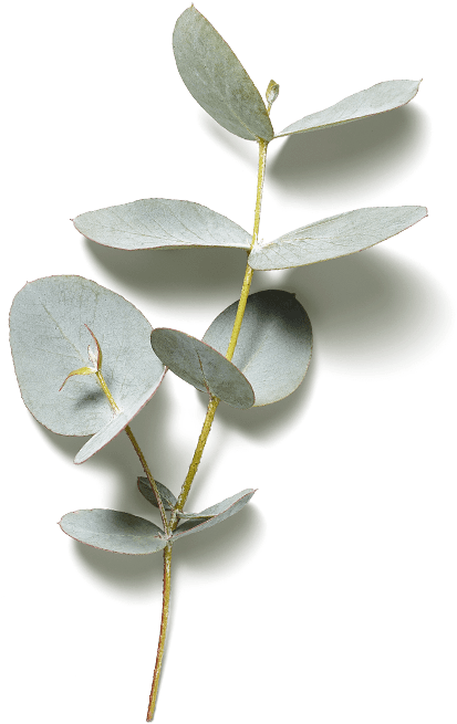 Images - Twig (1040x1040), Png Download