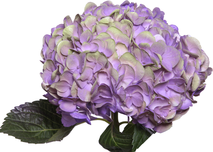 Amathyst Light Purple - Purple (700x500), Png Download