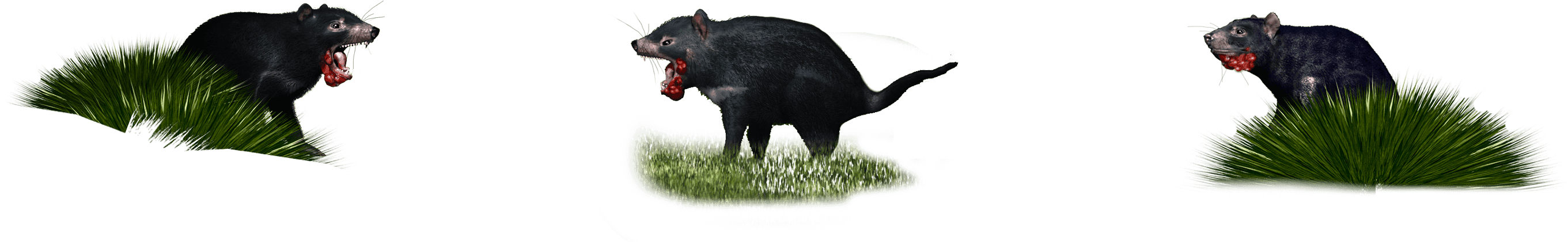 Tasmanian Devil (3344x1792), Png Download