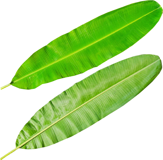 Banana Leaves Png - Banana Leaf Diagram (600x600), Png Download
