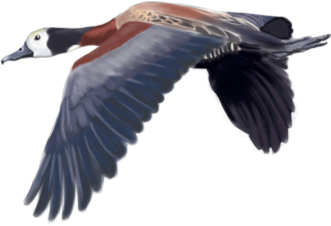 White Faced Whistling Duck - Bird (1200x1200), Png Download