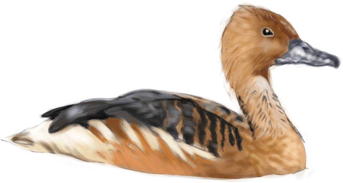 Fulvous Whistling Duck - Duck In Water Png (1200x1200), Png Download