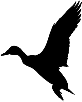 Duck Hunting - Duck Decal (500x350), Png Download