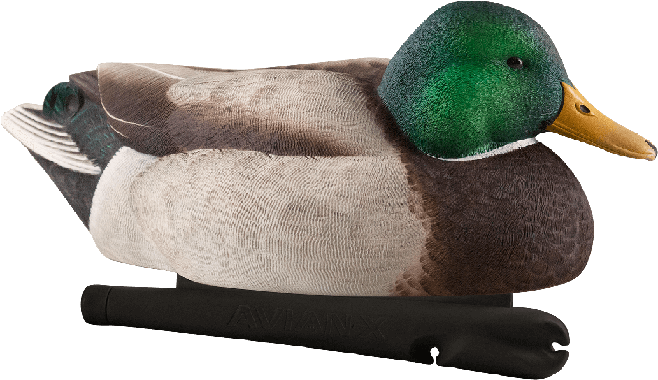 Avian-x Topflight Mallards Late Season Series Decoys - Avian X Late Season Mallards (940x587), Png Download