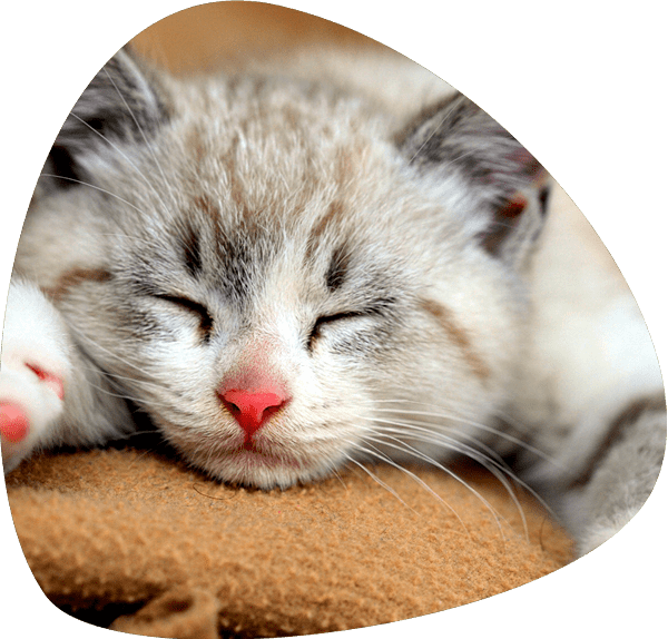 Administering Subcutaneous Fluids To Your Cat ⋆ Pebble - Cat Dreams 2016 Wall Calendar (600x574), Png Download