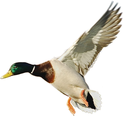 Goose Hunts - Texas (460x394), Png Download
