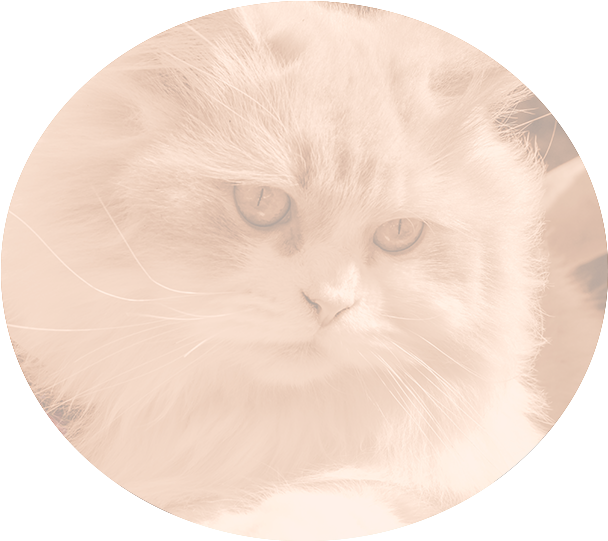 Grooming - Scottish Fold (618x546), Png Download