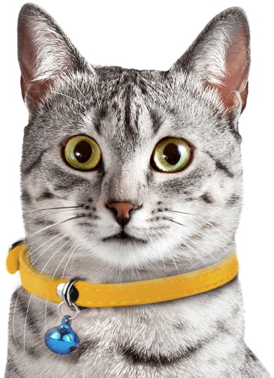 Search - Egyptian Mau Black Female (560x550), Png Download