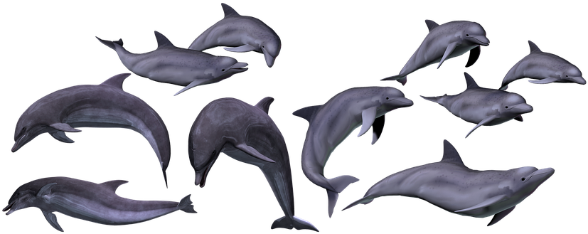 Dolphins, Marine, Sea, Ocean, Animal - Dolphin (835x340), Png Download