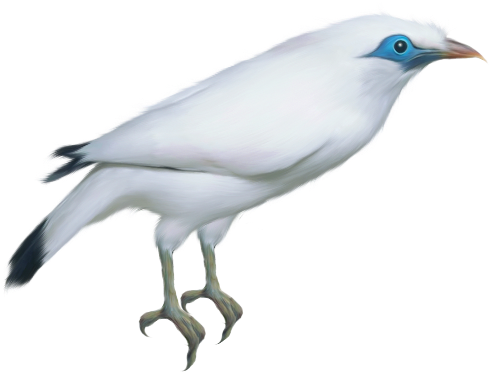White Twitter Bird Png Download - Bird (1643x1304), Png Download