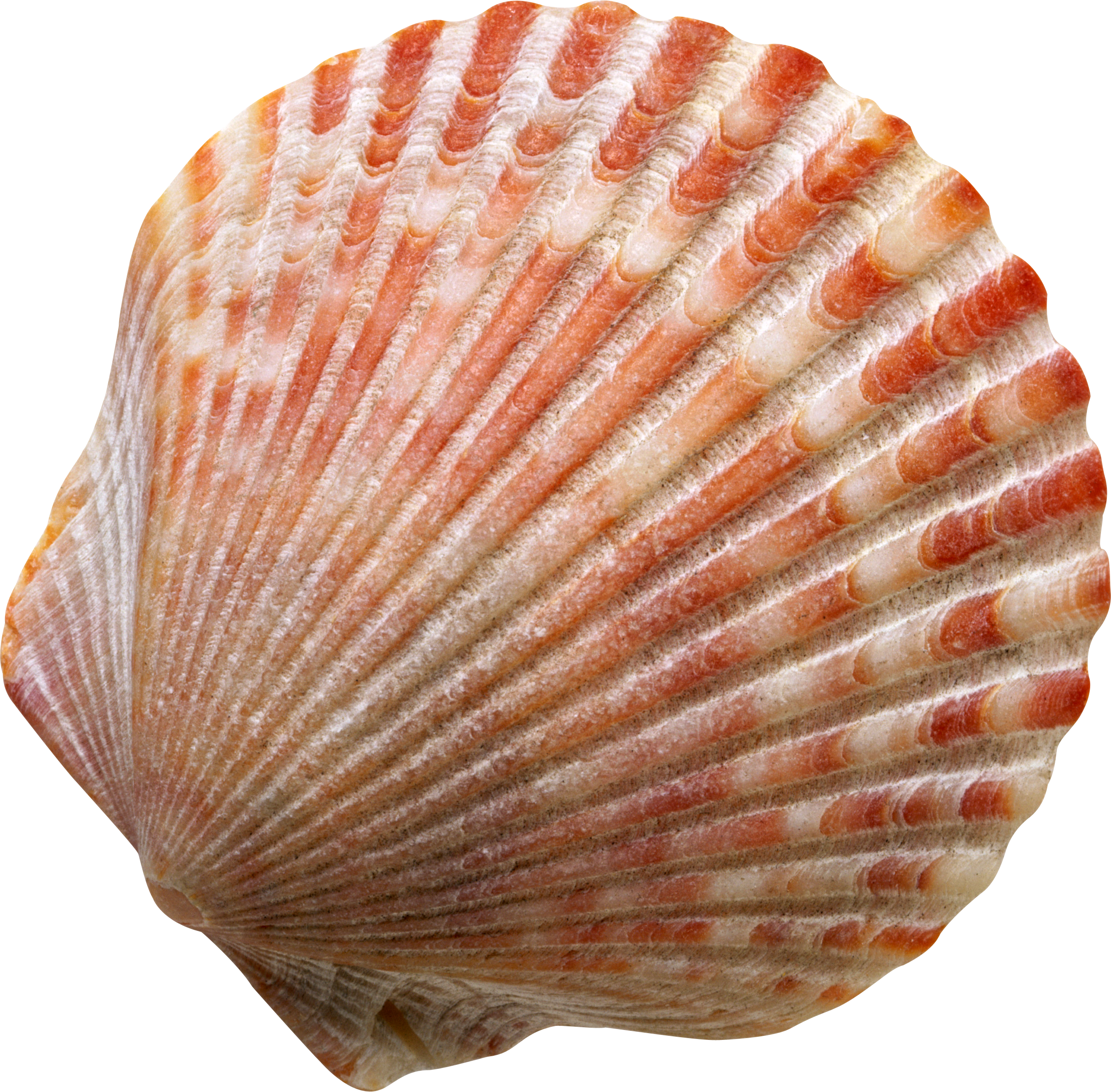 Banner Free Seashell Png Images Free Download - Concertos Op. 10 Nos. (2454x2412), Png Download