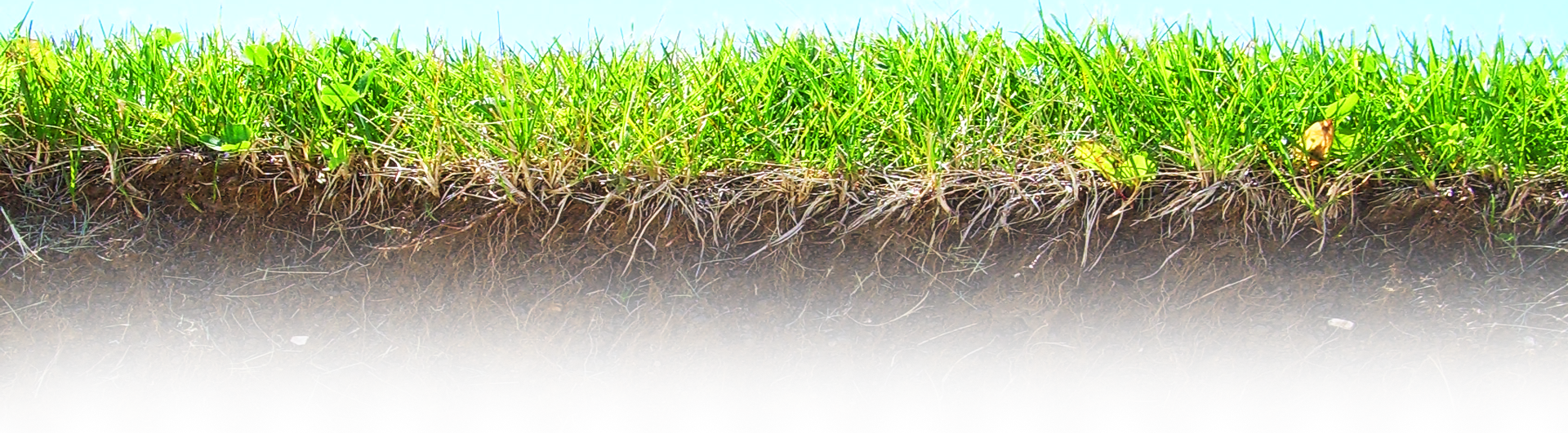 Grass Roots Png - Roots Underground (1920x531), Png Download