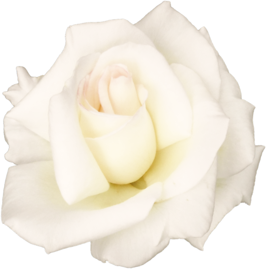 White Rose Png Transparent Image - White Roses Png (895x892), Png Download