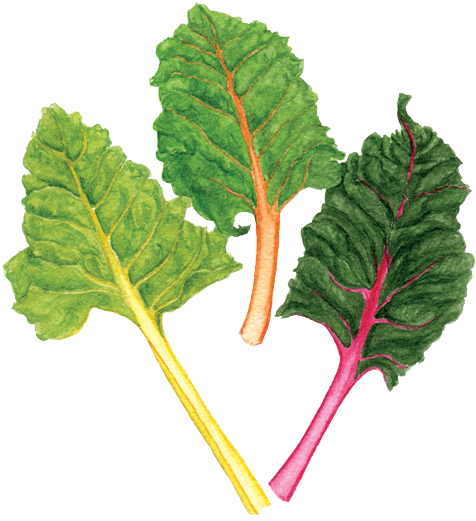 Rainbow Chard - Chard (500x556), Png Download