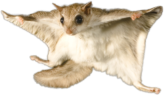 Central Ohio Flying Squirrel Control - Flying Squirrel (722x518), Png Download