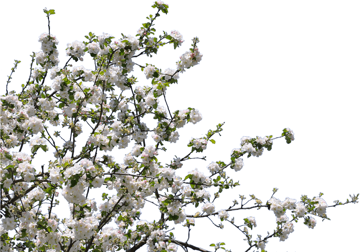Download - White Flower Tree Png (1280x850), Png Download