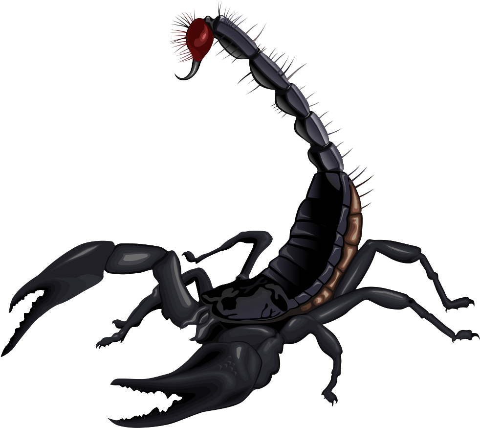 Scorpion Png (1001x1001), Png Download