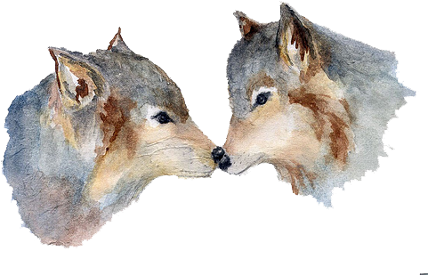 A Hopeless Romantic - Boar (500x334), Png Download