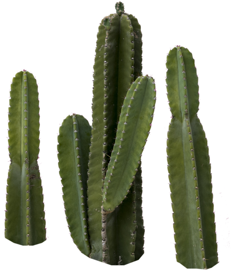 Share This Image - Cactus Png (483x600), Png Download