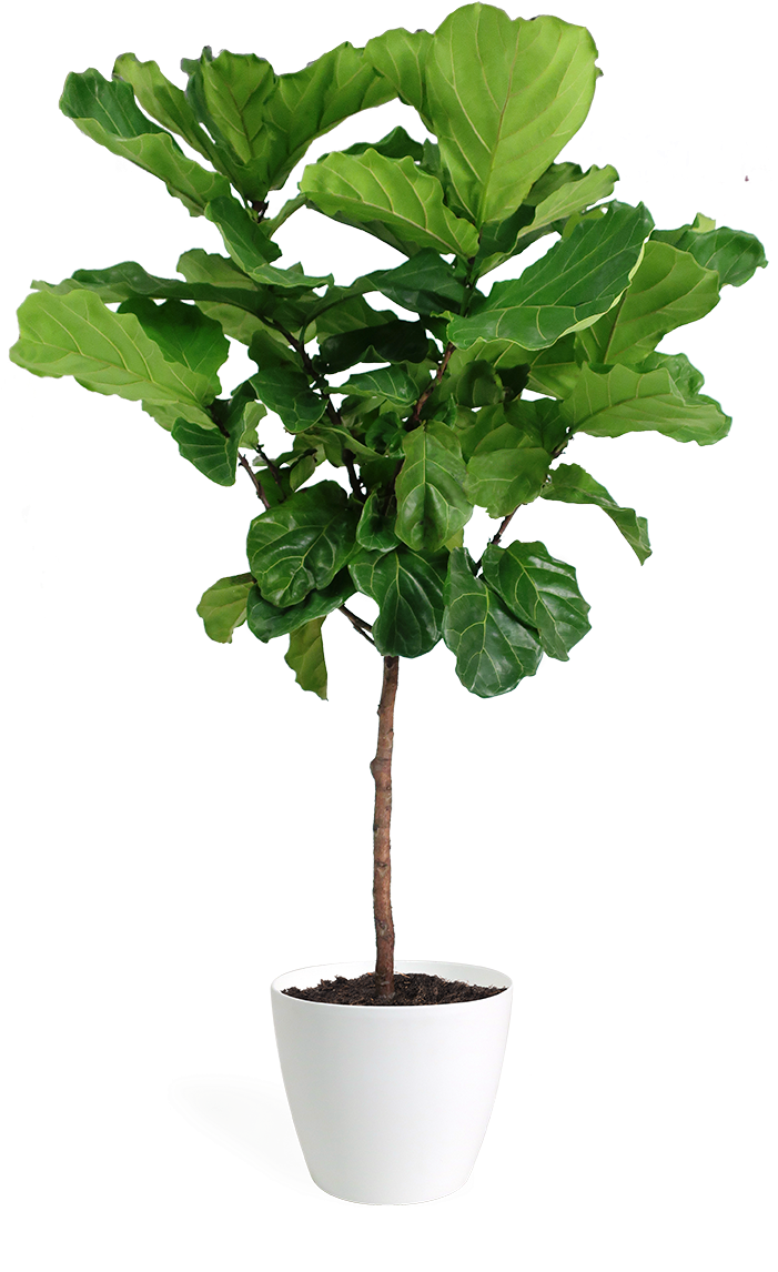 Ficus Lyrata Large Standard - Ficus Lyrata Hd (700x1152), Png Download