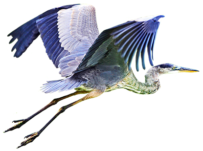 Wood Stork Png, Blue Heron Flying Png - Blue Heron Flying Png (431x308), Png Download