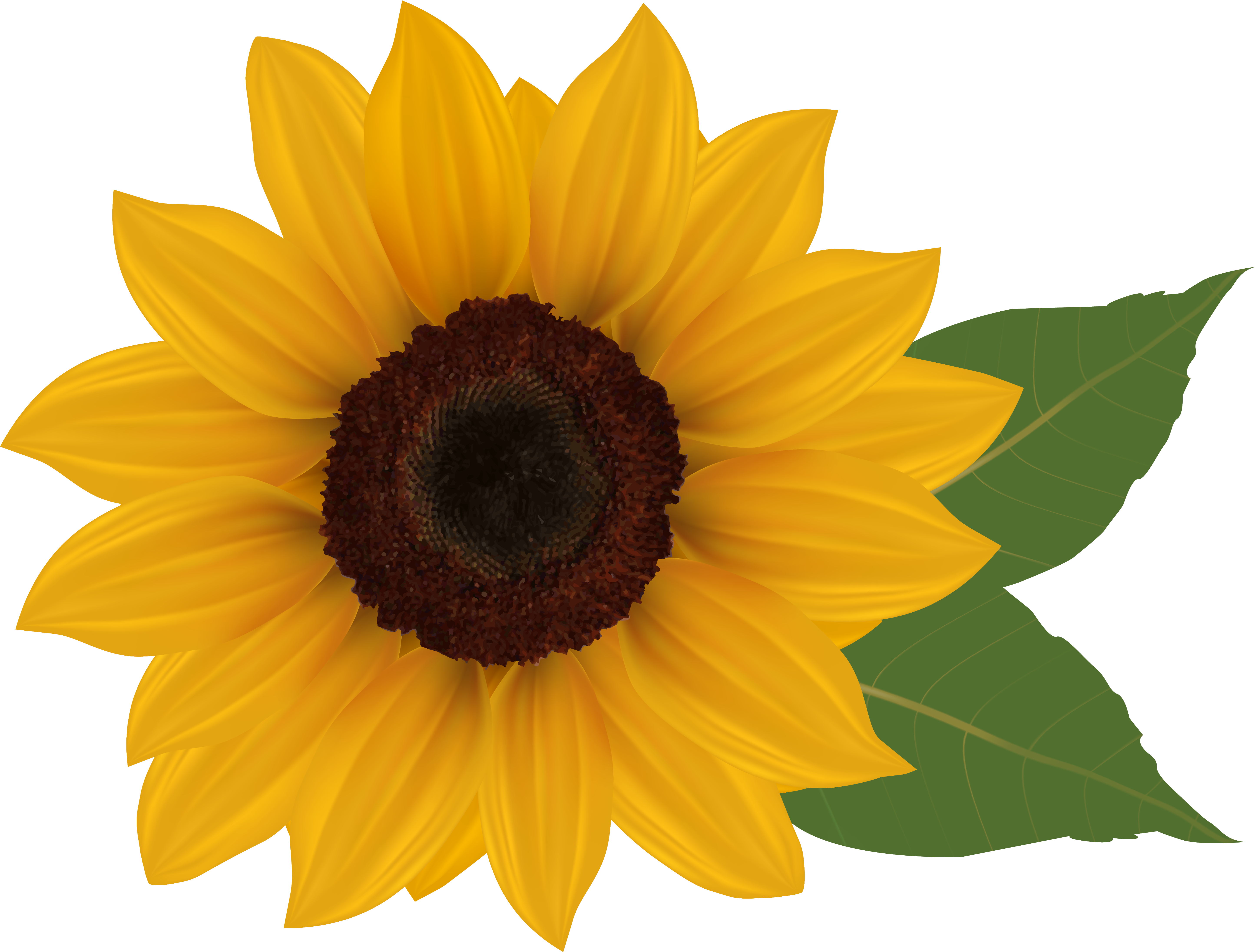 Graphic Royalty Free Library Png Picture Crafts Class - Sunflower Clipart No Background (600x462), Png Download