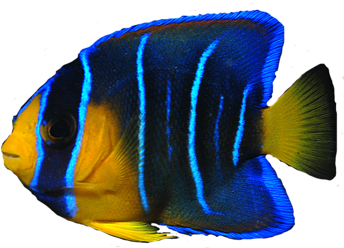 School Of Fish Png - Angel Fish Transparent (640x507), Png Download