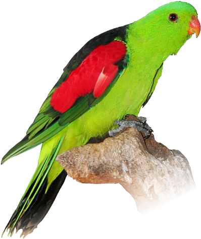 Parrot Png Amp Parrot Transparent Clipart Free Download (545x652), Png Download