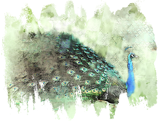 Click And Drag To Re-position The Image, If Desired - Peafowl (600x450), Png Download