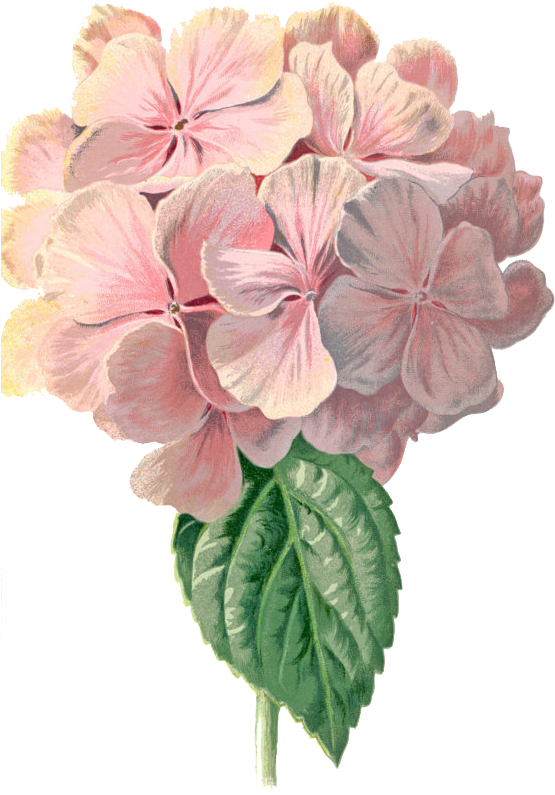 Eylem 2342 570×863 Пикс - Hydrangea Vintage (570x863), Png Download