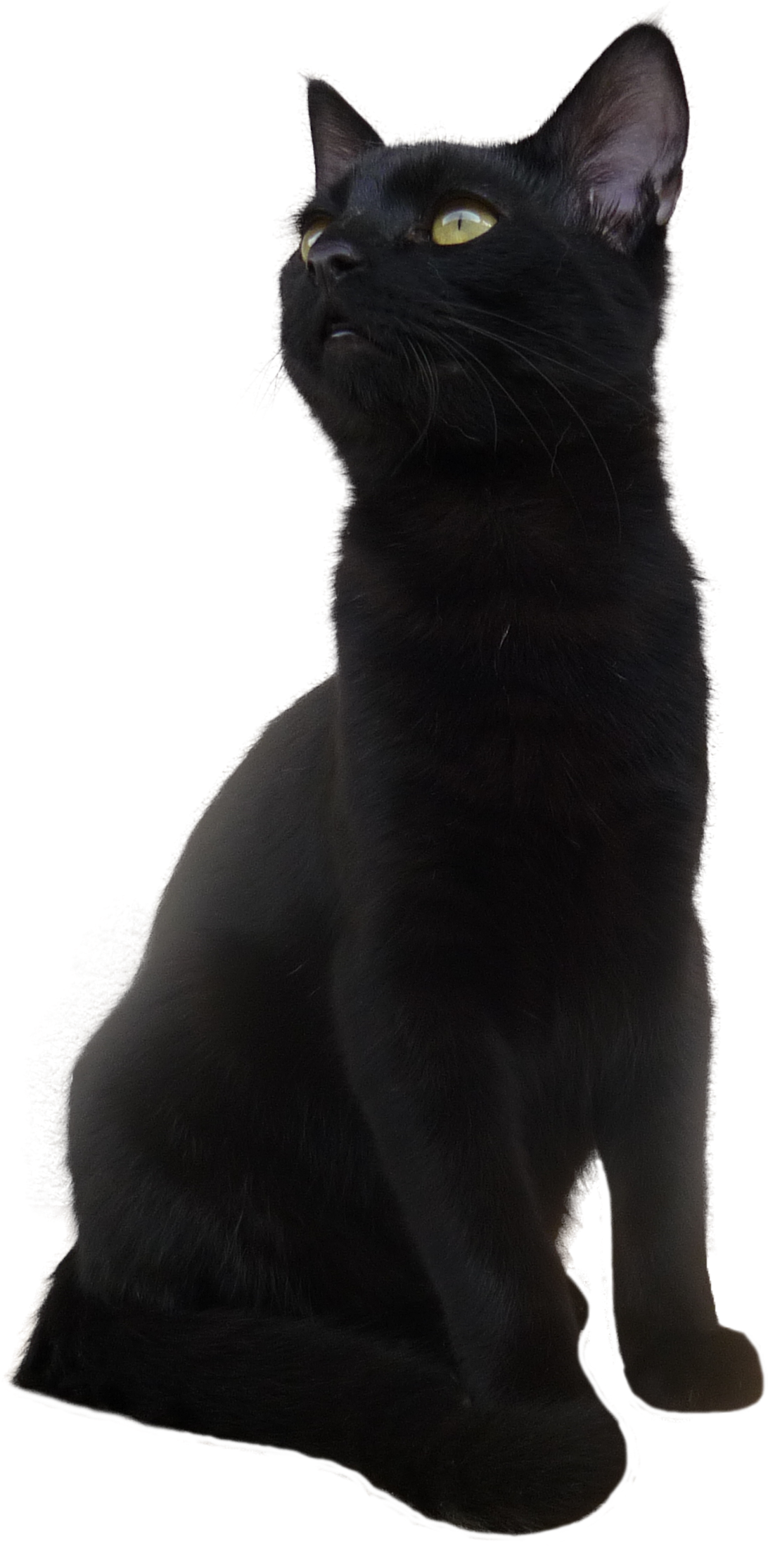 Black Cat Png Transparent Picture - Short Hair Black Cat (1410x2295), Png Download