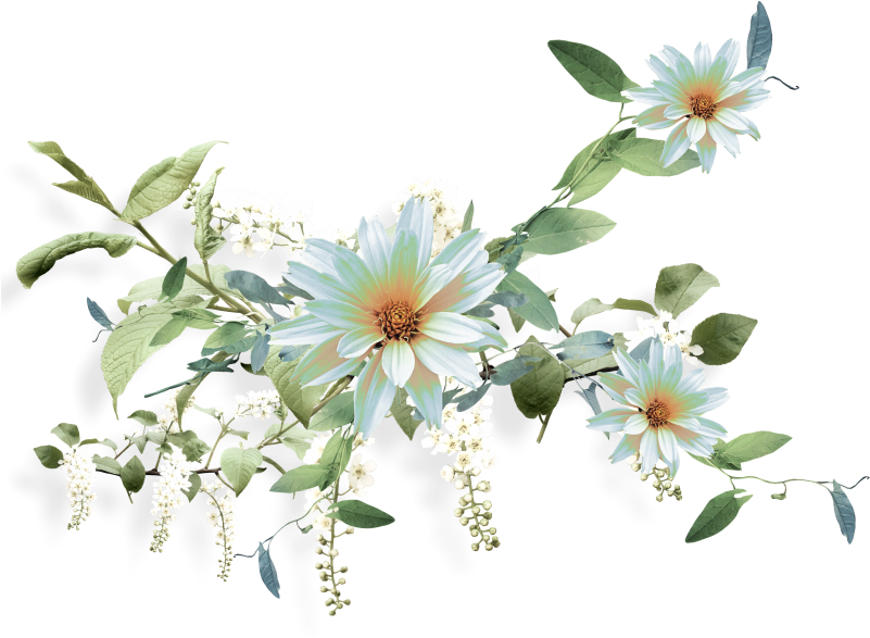 Фотки Nurcan Cüceoğlu/emeksensin - Small White Aster (800x602), Png Download