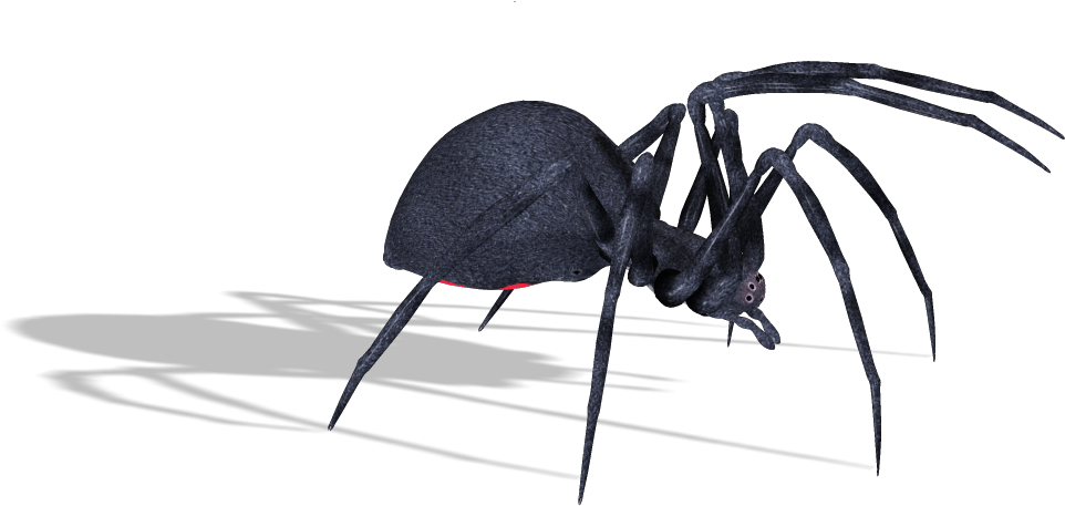 Download - Spider (1026x530), Png Download