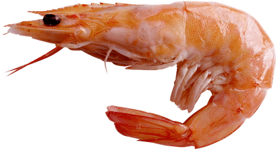 Svg Library Library Large Transparent Png Stickpng - Jhinga Fish (400x400), Png Download