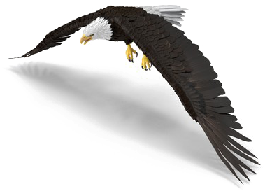 Bald Eagle Png Photo - Red-tailed Hawk (600x600), Png Download