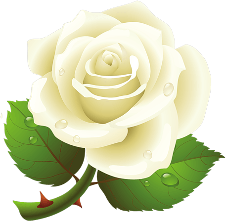 White Rose Png Image - Cute Clipart Of Rose (500x492), Png Download