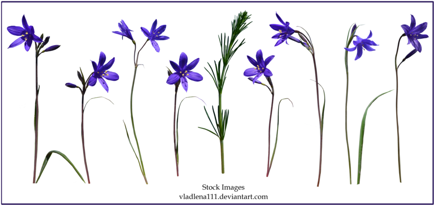 Spring Flowers Png 4 By Vladlena111 - Flowers Png Spring (900x433), Png Download