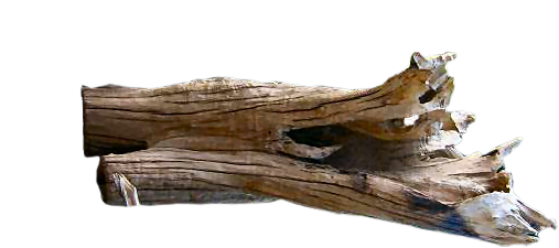 Driftwood Vector Drift Wood - Driftwood (524x254), Png Download