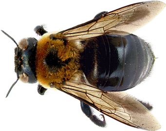 Learn About Bees - Carpenter Bee (450x300), Png Download