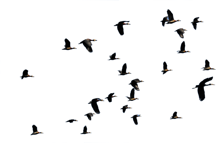 Asilia Rubondo Bird Flying - Flying Ducks Png (900x597), Png Download