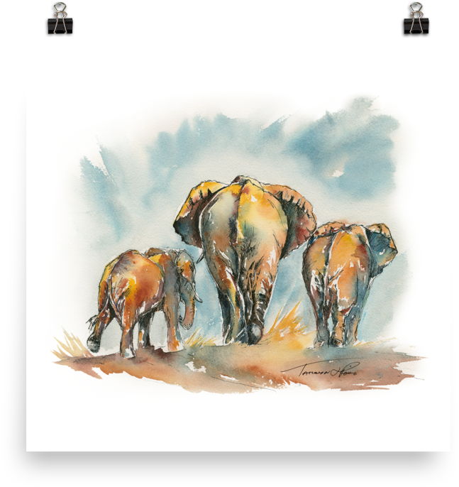 Search - Bison (1000x1000), Png Download