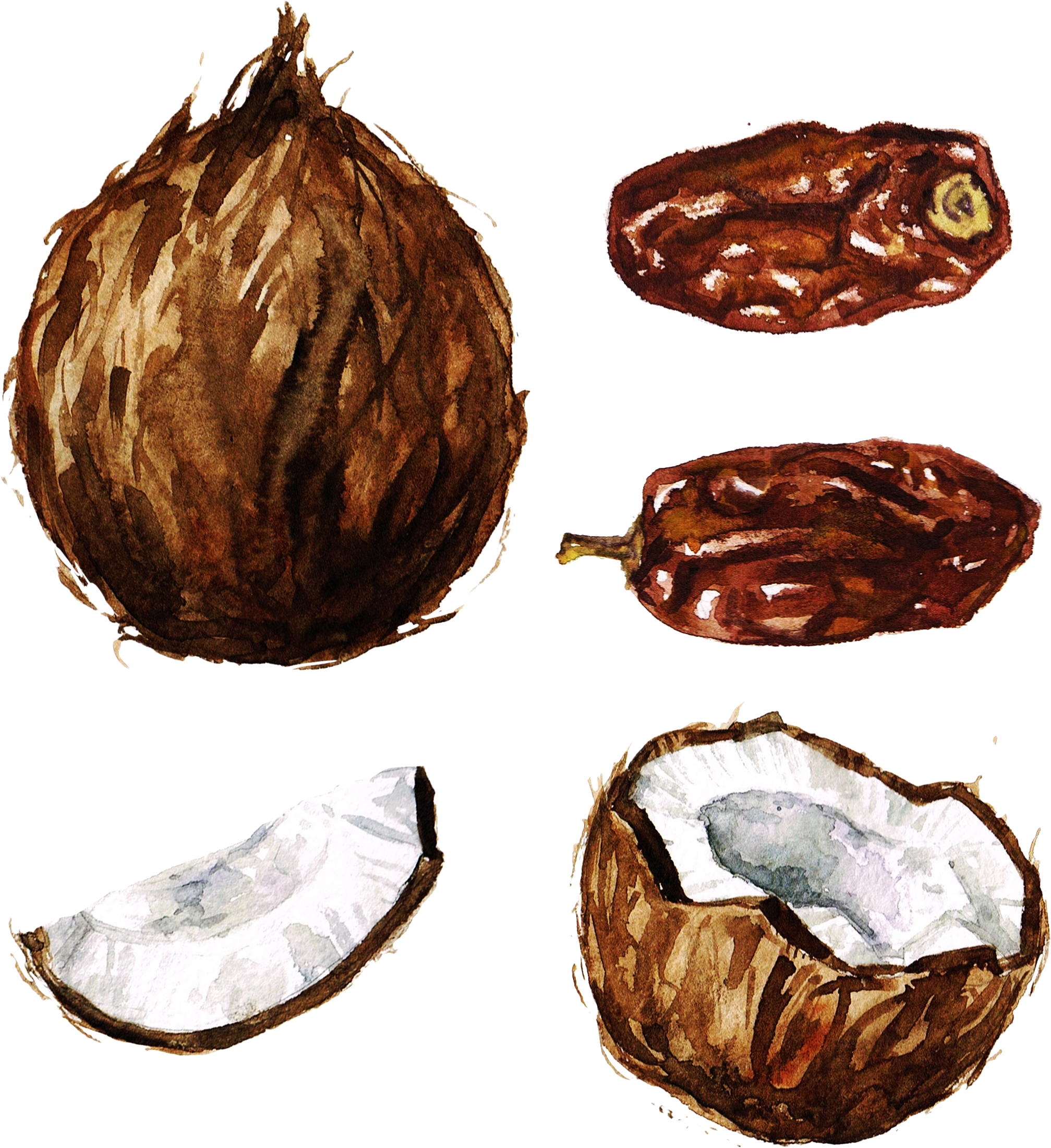 Coconut Watercolor Painting Clip Art - Coconut Watercolor Png (2480x2480), Png Download
