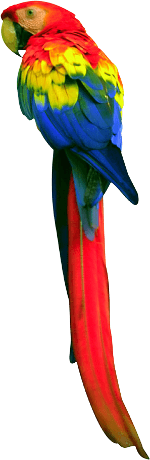 Long Tail Parrot Png - Papağan Png (297x908), Png Download