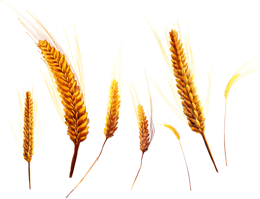 Free Png Wheat Png Images Transparent - Wheat (850x653), Png Download