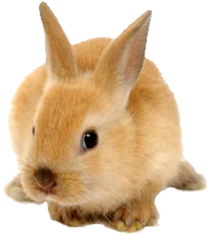 Rabbit Png Image - Rabbit Png (528x510), Png Download