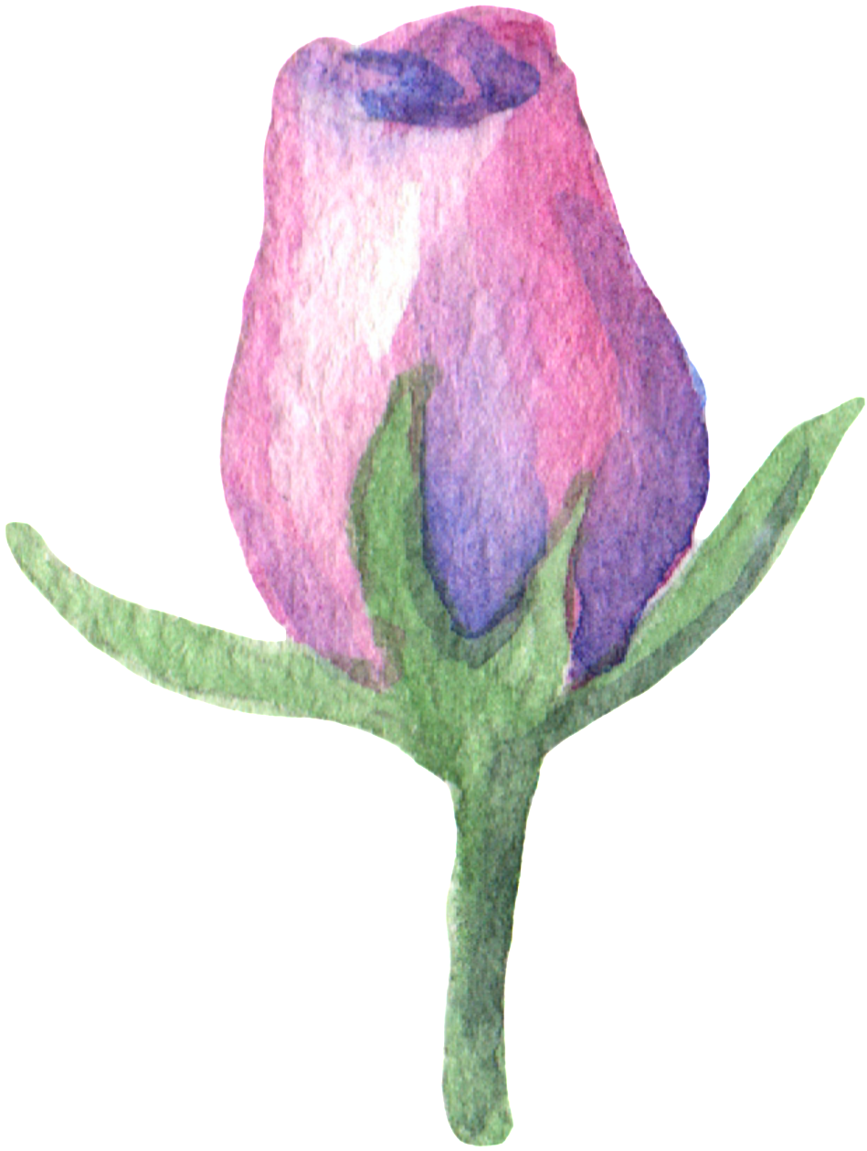 Purple Scent Bouquet Transparent Decorative - Rose (1024x1333), Png Download